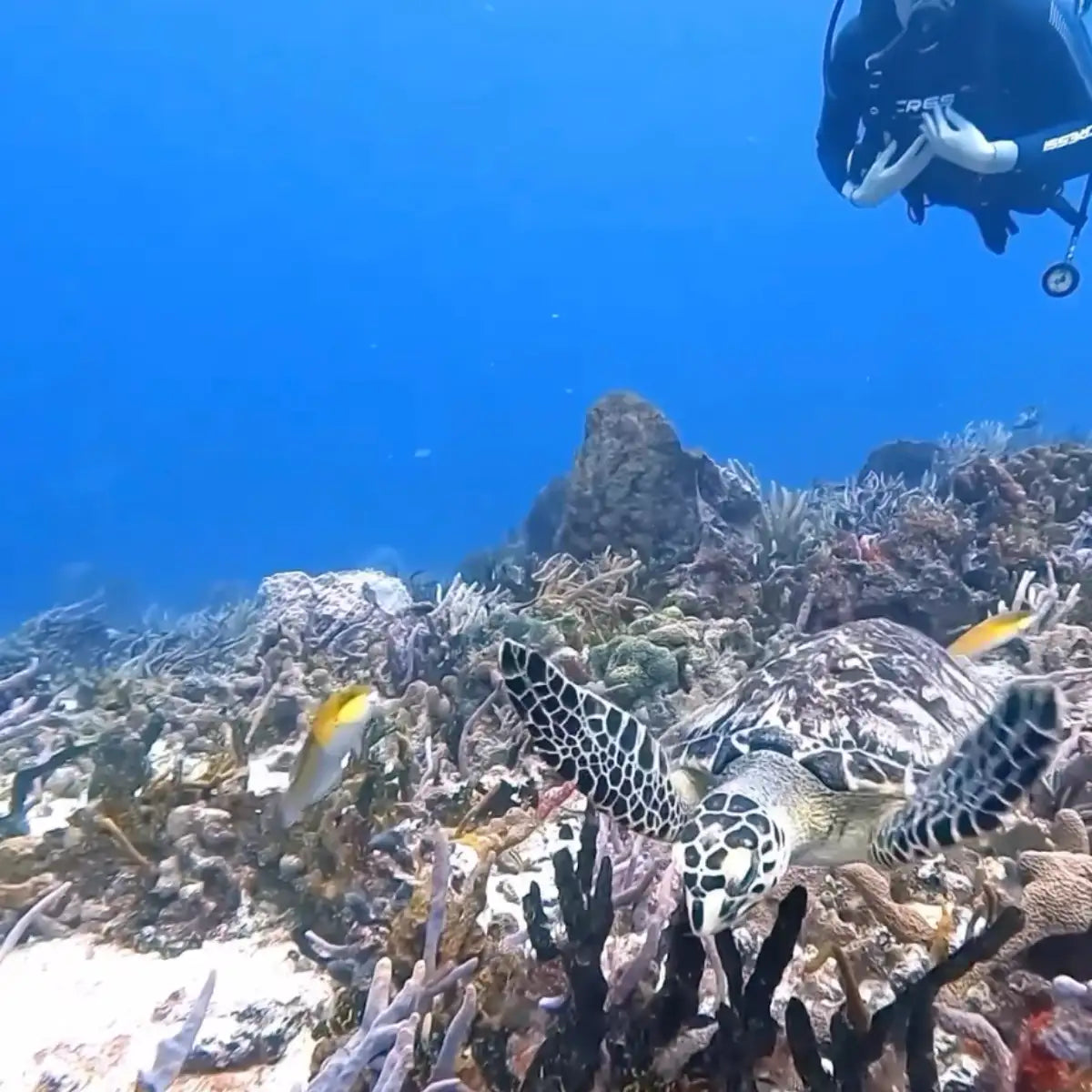 Blue Note Scuba Cozumel