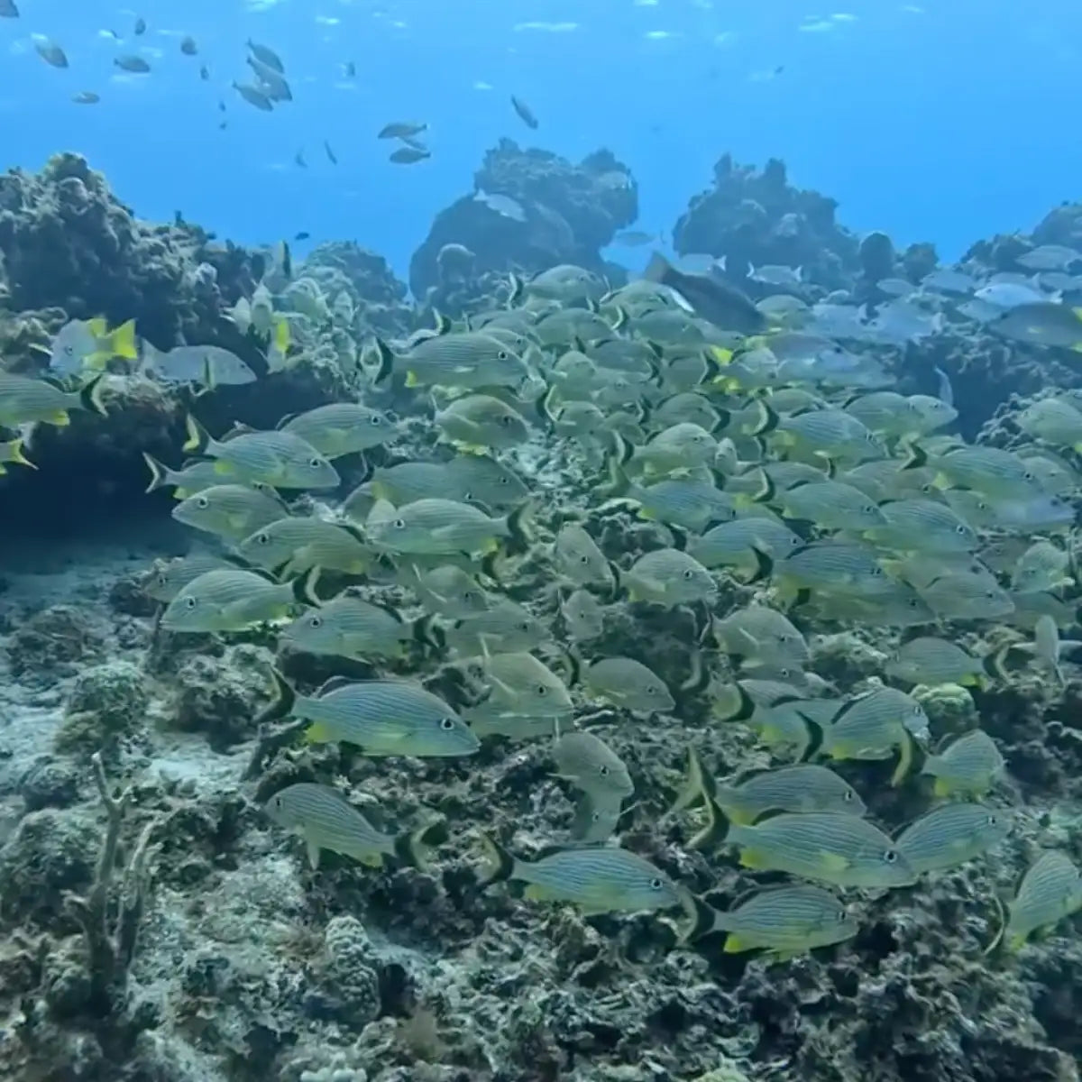 Blue Project Cozumel