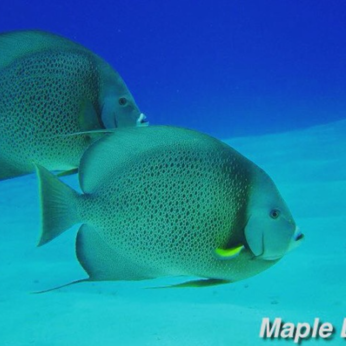 Maple Leaf Scuba Cozumel