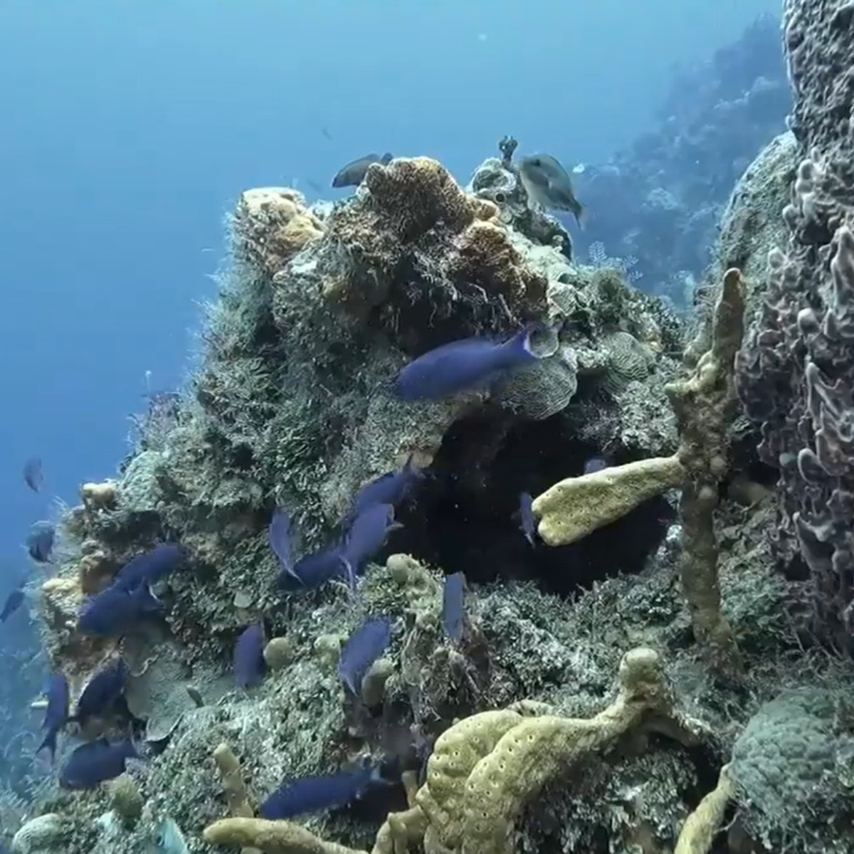 Punta Sur Divers Cozumel