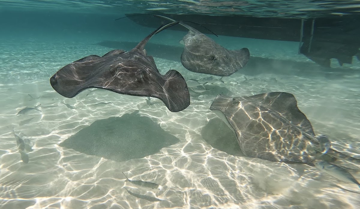 Sammy's Cozumel Sport Fishing — photo