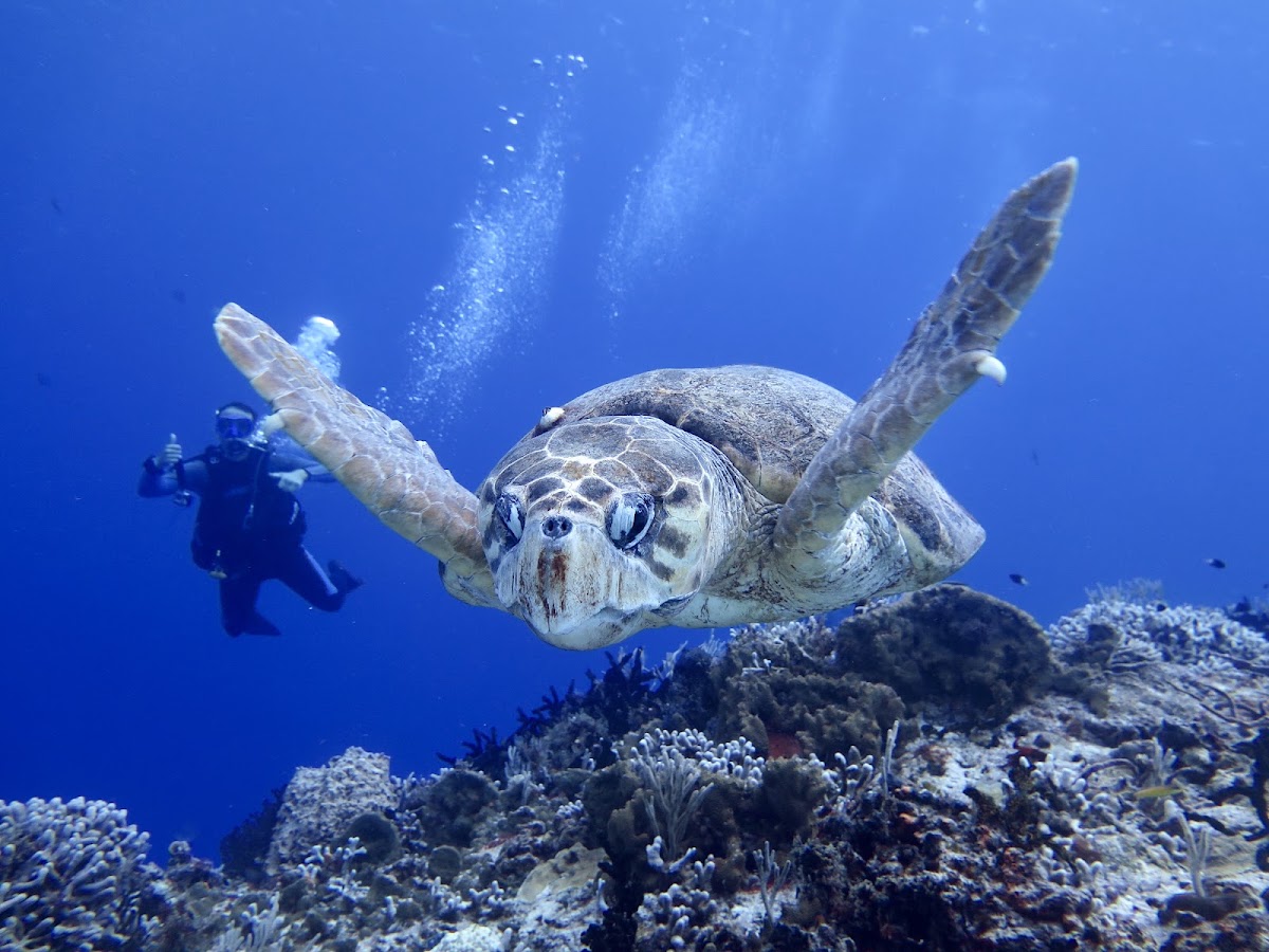 Blue Mystic Divers