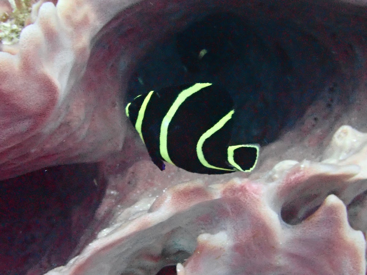 Cozumel Diving MExplor