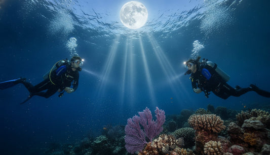 Full Moon Night Dive in Cozumel: A Celestial Underwater Adventure