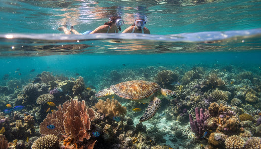 Cozumel Diving for Non-Divers: How to Experience the Underwater Magic Without a License