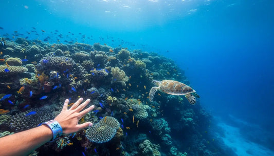 Cozumel Marine Park Fees 2026: The Ultimate Guide for Divers