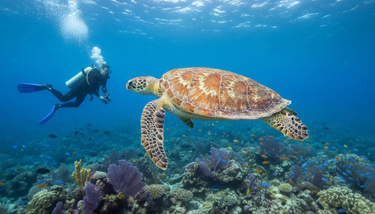 Cozumel Sea Turtle Nesting Season Diving: The Ultimate 2026 Guide