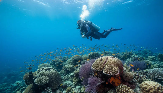 How to Be a Responsible Diver in Cozumel: A Guide to Protecting Our Paradise (2026)