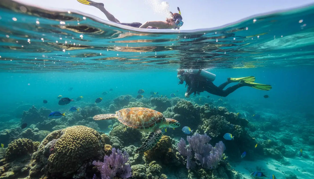 Snorkeling vs. Diving Cozumel: Which Underwater Adventure is Right for You? (2026 Guide)