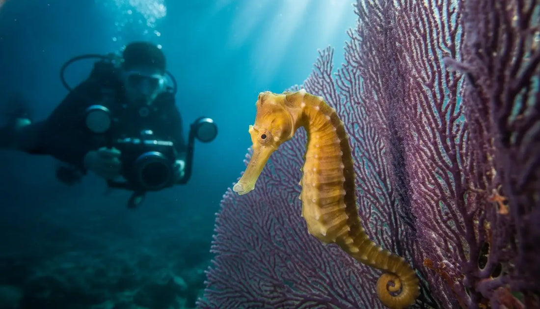 The Best Chance to See Seahorses in Cozumel: A Local Expert's Guide