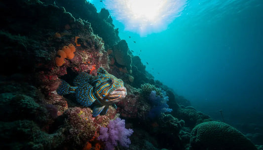 The Ultimate Guide to Finding the Splendid Toadfish in Cozumel