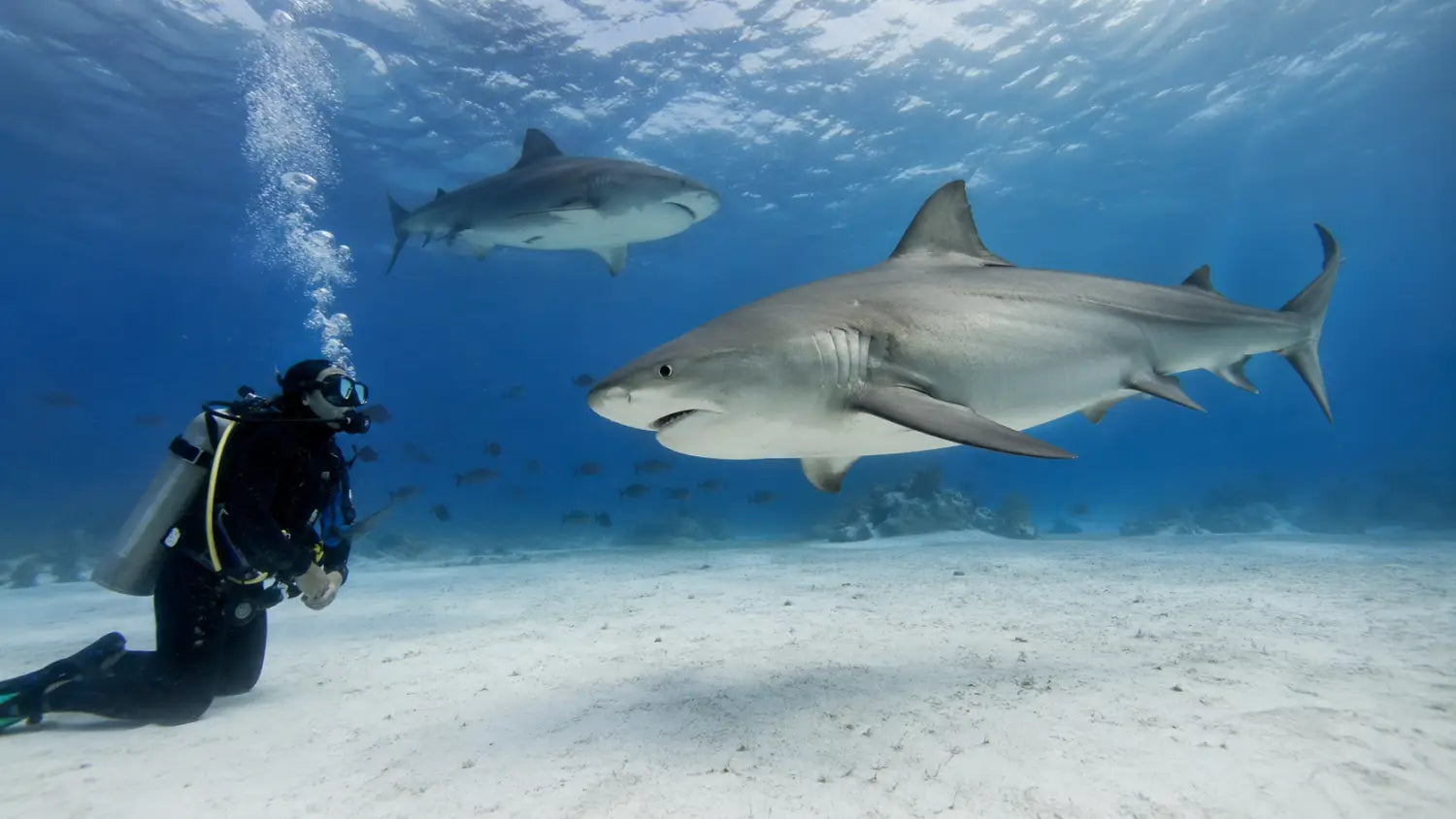 Bull Shark Diving Playa del Carmen: What Cozumel Divers Need to Know