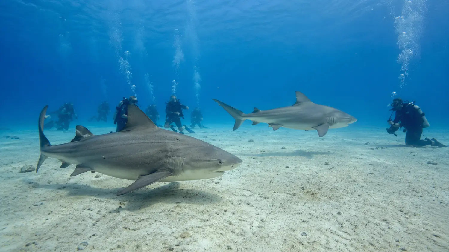 Bull Shark Diving Playa del Carmen: What Cozumel Divers Need to Know