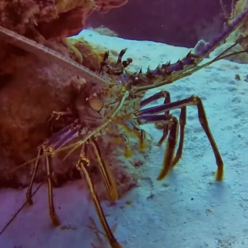 Colombia Deep Reef Cozumel Dive Site
