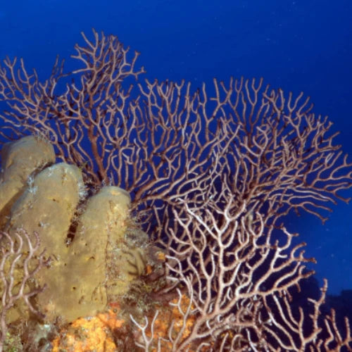 Colombia Shallows – Cozumel Dive Site Guide