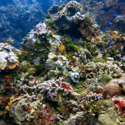 Colombia Shallows – Cozumel Dive Site Guide
