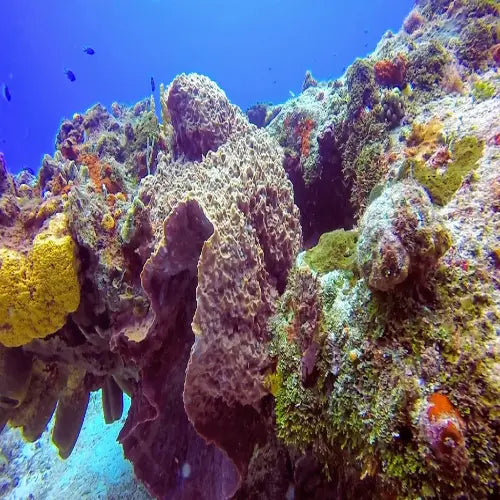 Vibrant underwater coral reef with textured, multi-colored formations including yellow and green sponges