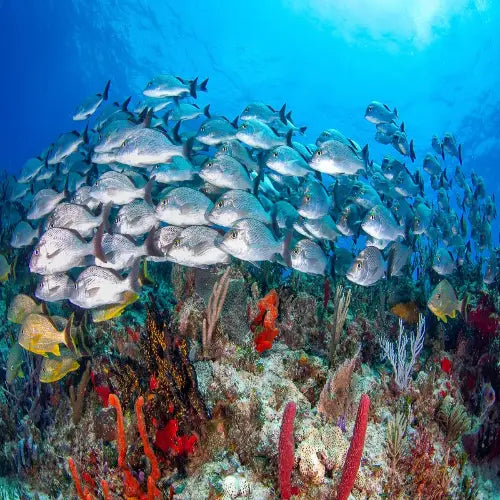 Colombia Deep Reef Cozumel Dive Site