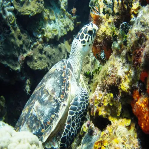 A green sea turtle with a patterned shell and black-and-white markings on its head, swimming near colorful coral reefs