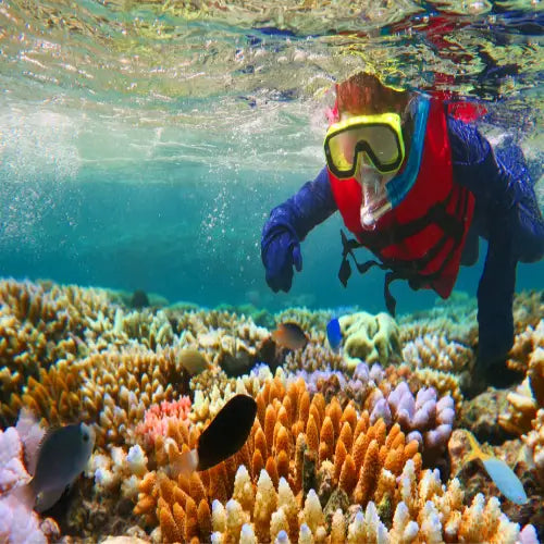 A snorkeler in a red and blue wetsuit with yellow-framed goggles explores vibrant, colorful coral reefs teeming with small fish