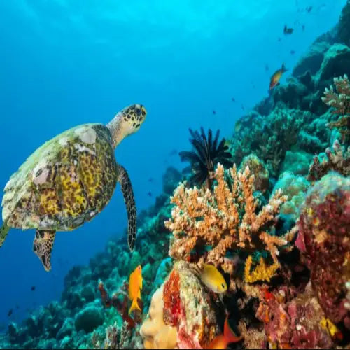 Colombia Deep Reef Cozumel Dive Site