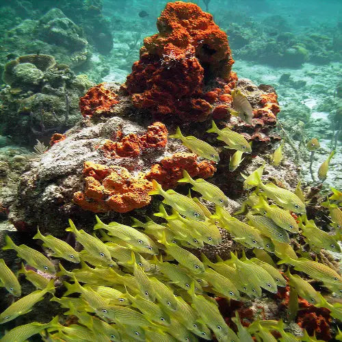 Colombia Shallows – Cozumel Dive Site Guide