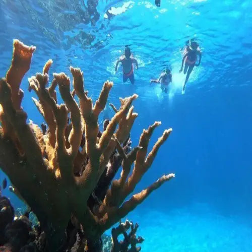 Colombia Shallows – Cozumel Dive Site Guide