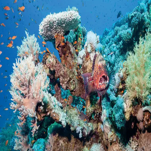 Colombia Shallows – Cozumel Dive Site Guide