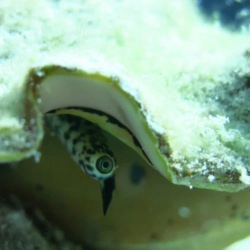 Dalila Reef Cozumel Dive Site