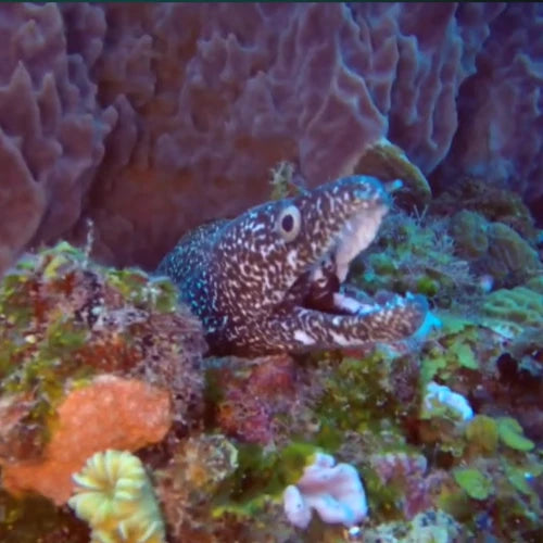 Dalila Reef Cozumel Dive Site