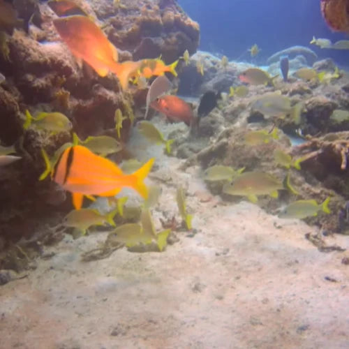 Dalila Reef Cozumel Dive Site