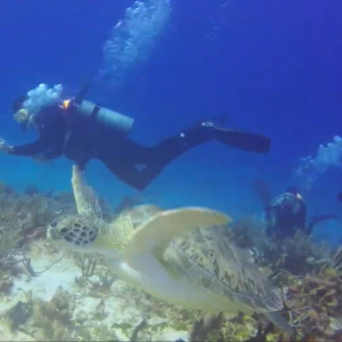 Dalila Reef Cozumel Dive Site