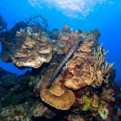 Punta Dalila Reef Cozumel Dive Site