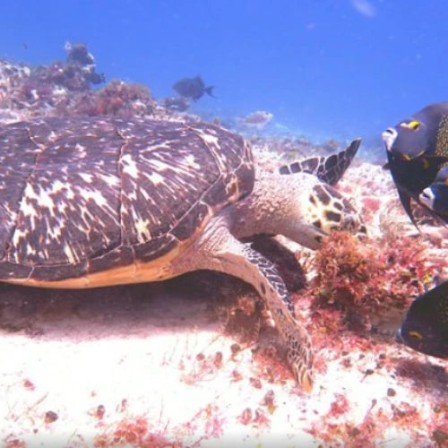 Dalila Reef Cozumel Dive Site
