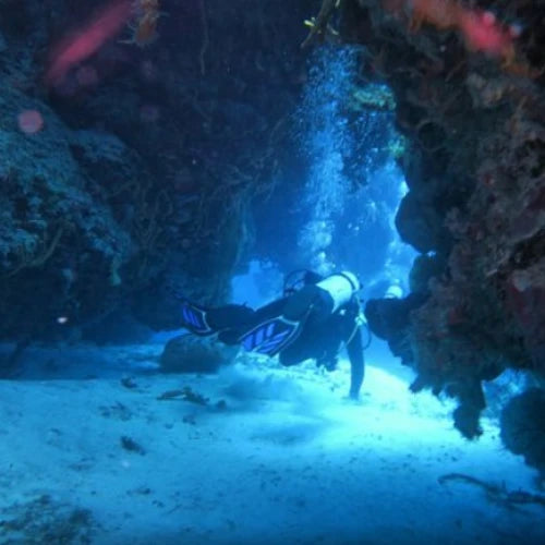 Dalila Reef Cozumel Dive Site