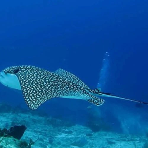 Dalila Reef Cozumel Dive Site