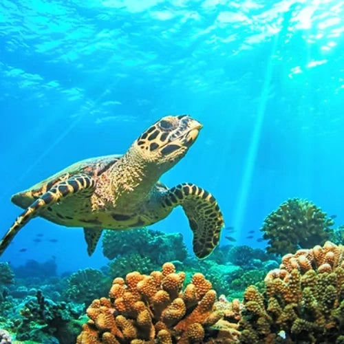El Cielo Reef Cozumel Dive Site