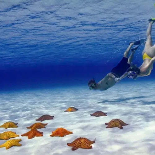 El Cielo Reef Cozumel Dive Site