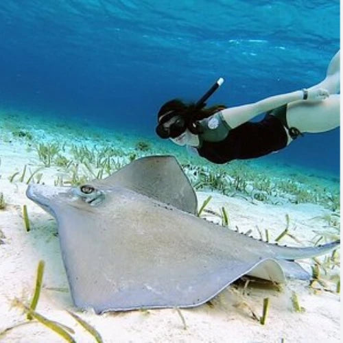 El Cielo Reef Cozumel Dive Site