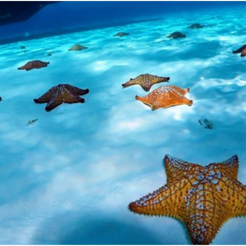 El Cielo Reef Cozumel Dive Site