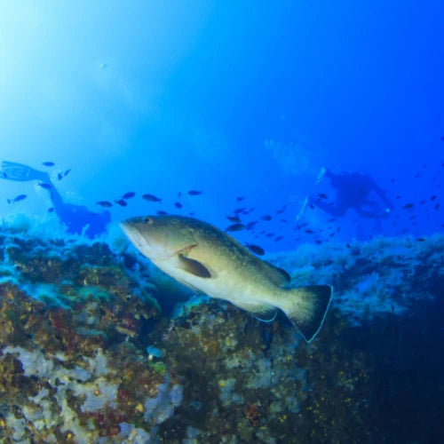 El Mirador Reef Cozumel Dive Site