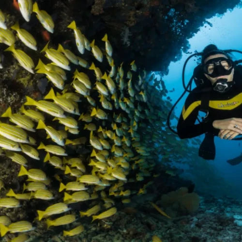 El Mirador Reef Cozumel Dive Site