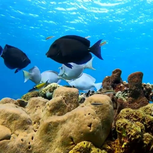 El Mirador Reef Cozumel Dive Site