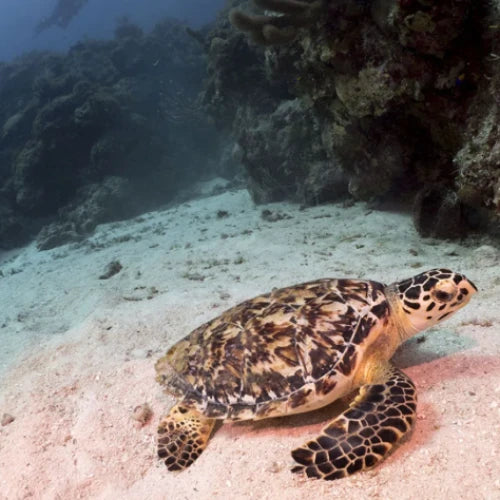 El Mirador Reef Cozumel Dive Site