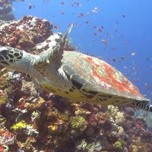 El Mirador Reef Cozumel Dive Site