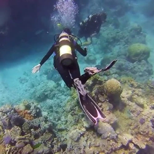 El Mirador Reef Cozumel Dive Site