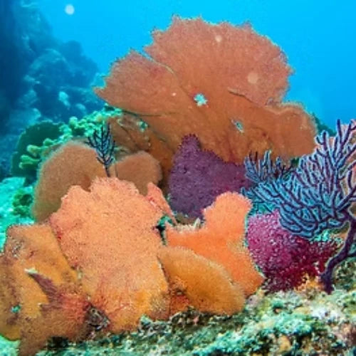 El Islote Reef Cozumel Dive Site
