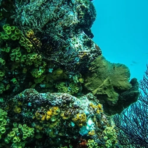 El Islote Reef Cozumel Dive Site