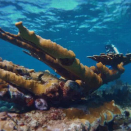 El Islote Reef Cozumel Dive Site