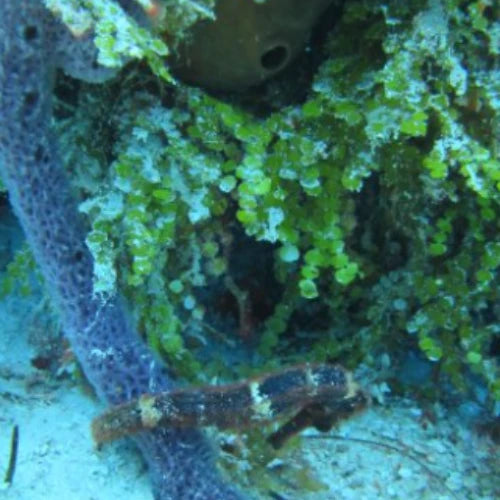 El Islote Reef Cozumel Dive Site